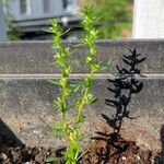 Veronica peregrina Leaf