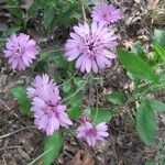 Palafoxia hookeriana Flor