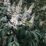 Aesculus chinensisЦвят