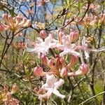 Rhododendron periclymenoides Blomma