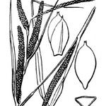 Carex microcarpa Annet