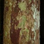 Osteophloeum platyspermum 樹皮