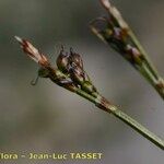 Carex glacialis Fruit