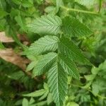 Rubus rosifolius ഇല