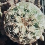 Gymnocalycium capillense Leaf