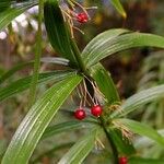 Polygonatum verticillatum ഇല