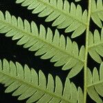 Pteridium revolutum Leaf