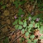 Cardamine chelidonia 花