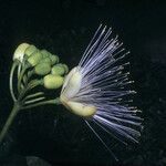 Caryocar microcarpum Flor