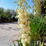Yucca filamentosa Floro