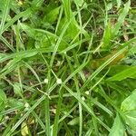 Cyperus brevifolius Leaf