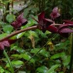 Mormodes horichii Fruit