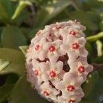 Hoya carnosa Floro