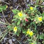 Ononis pusilla Hoja