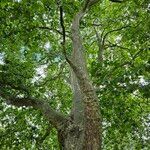 Platanus × hispanicaCelota