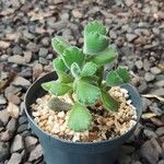 Cotyledon tomentosaLeaf