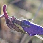 Viola calcarata Hábito