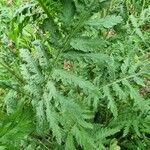 Tanacetum macrophyllum Листок