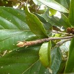 Sterculia pruriens Leaf