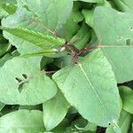 Reynoutria x bohemica Leaf