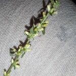 Solidago bicolor Flower