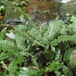 Triplophyllum securidiforme पत्ता