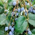 Berberis japonicaФрукт