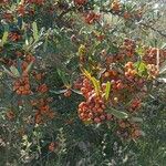 Pyracantha angustifolia Ffrwyth