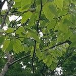 Hovenia dulcis Frunză