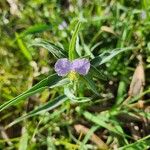 Commelina albescens 花