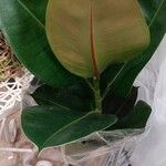 Ficus elasticaList