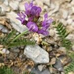 Astragalus danicus 花