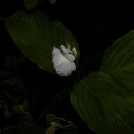 Maranta arundinacea Blüte