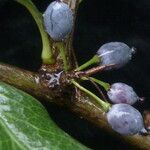 Berberis asiatica Fruit