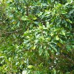 Syzygium aromaticum Folha