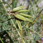 Oxytropis lapponica फल