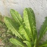 Taraxacum clemens Hoja