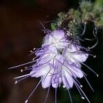 Phacelia tanacetifolia Λουλούδι