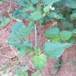 Boerhavia erecta ഇല