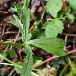 Ranunculus auricomus পাতা