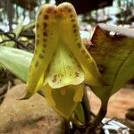 Polystachya galeata Flower