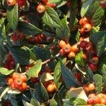 Cotoneaster franchetii Fruto