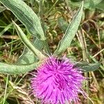 Centaurea nigra花