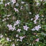 Serissa japonica Floare