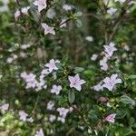 Serissa japonica Flower