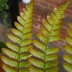 Dryopteris erythrosora 葉