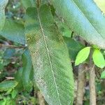 Eucryphia cordifolia Foglia