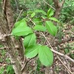 Viburnum prunifolium Лист