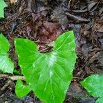 Adenocaulon bicolor Feuille