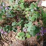 Clinopodium grandiflorum Habit